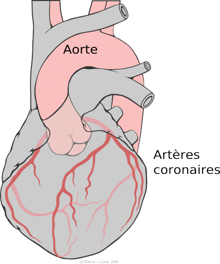 artères coronaires